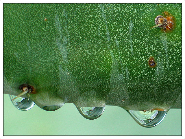 Photo of Drop I