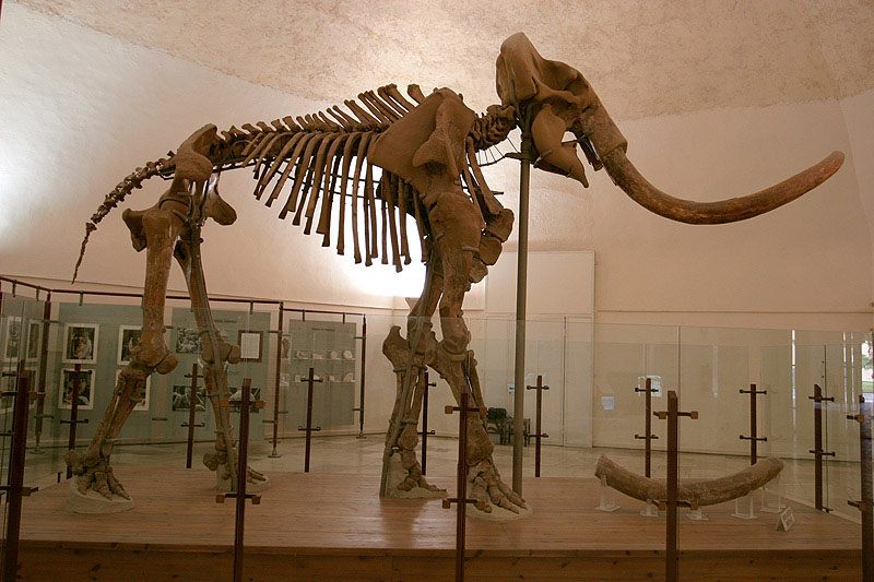 Photo of Mammut