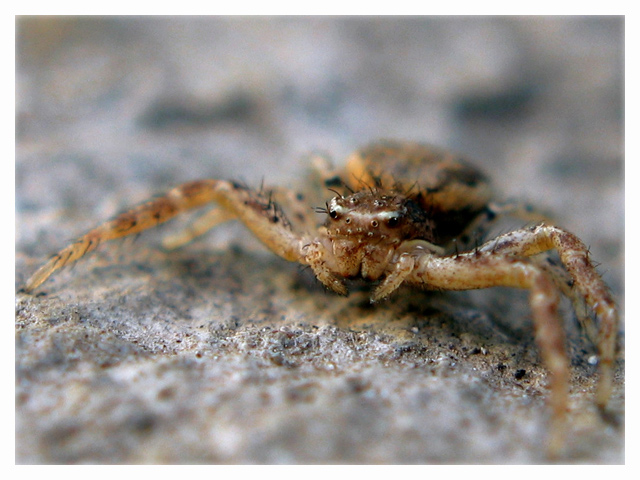 Photo of Giant Spider