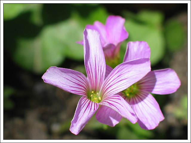 Photo of Mini Flowers
