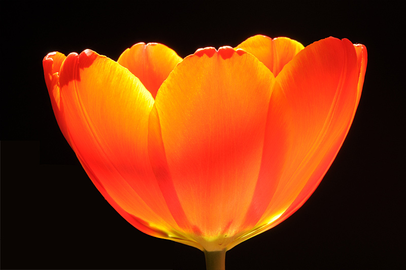 Photo of Enlightened
