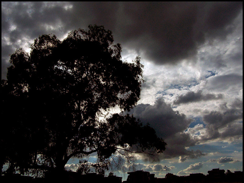 Photo of tree and clouds