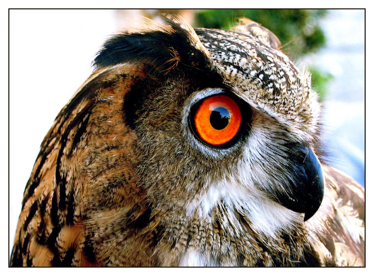 Photo of Gufo reale (Eagle owl)