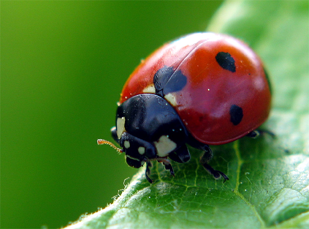 Photo of LadyBug