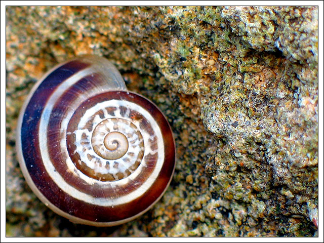 Photo of ... a shell ...