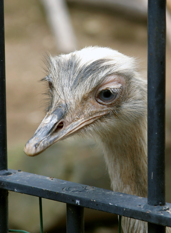 Photo of Struzzo