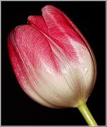Photo of A tulip