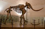 Photo of Mammut