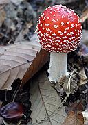 Photo of Autunno, tempo di funghi e castagne...