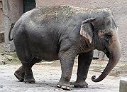 Photo of Elefante