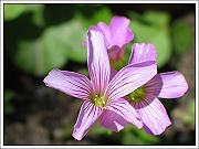 Photo of Mini Flowers