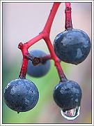 Photo of Black Berries