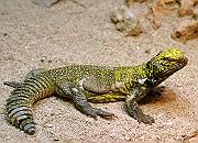 Photo of Iguana